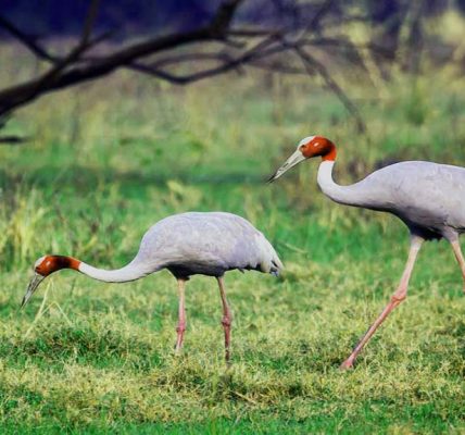 Keoladeo National Park