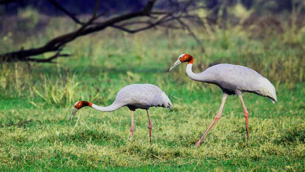 Keoladeo National Park